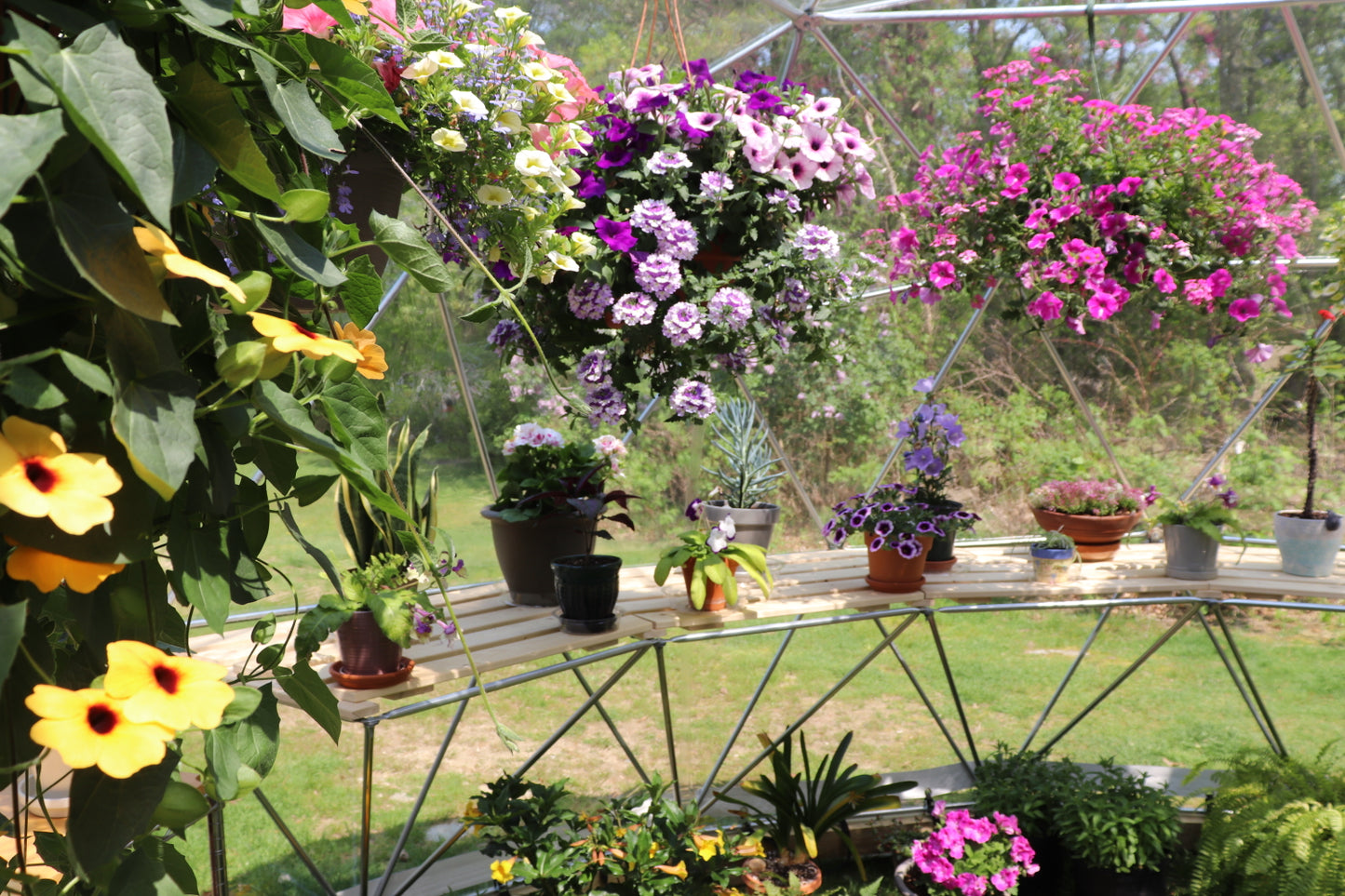 Inside photo of a 16 ft greenhouse displaying hanging baskets and half dome built-in shelving.