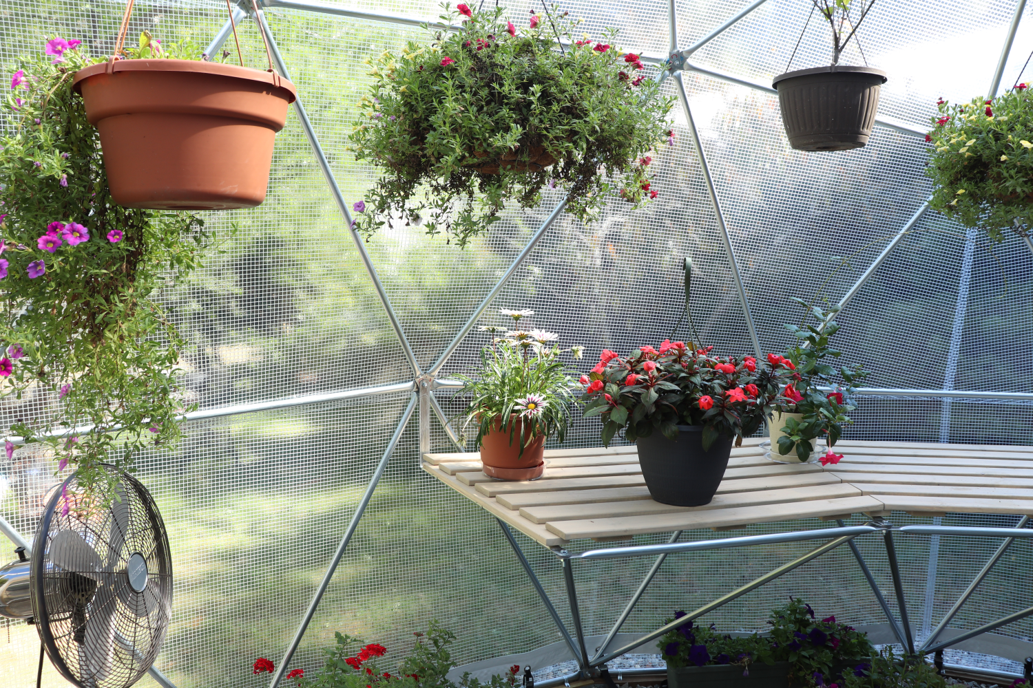 Inside photo of a 20 ft greenhouse with reinforced clear vinyl cover providing a view of some built-in shelving.