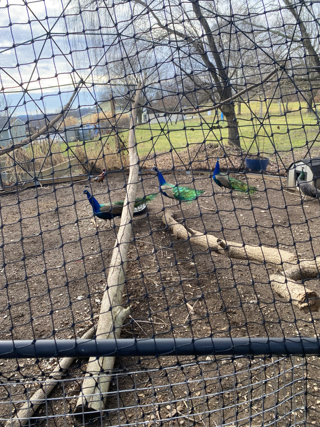 A peahen, three peacocks, and a ring neck pheasant can be seen in an animated stroll inside their 28 foot diameter aviary.  The pleasing level of activity is a clear indication of health and vitality that has been granted to these birds by the extra space a geodesic dome aviary provides.