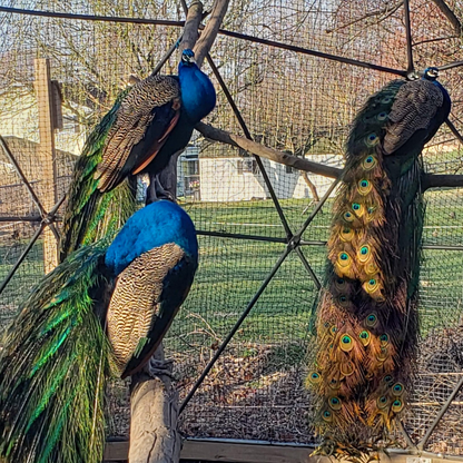 The trailing tail feathers and brilliant blue colors of three peacocks remind us of their ever-present beauty even as they roost for the evening!  They are perched on logs supported by the dome frame. 