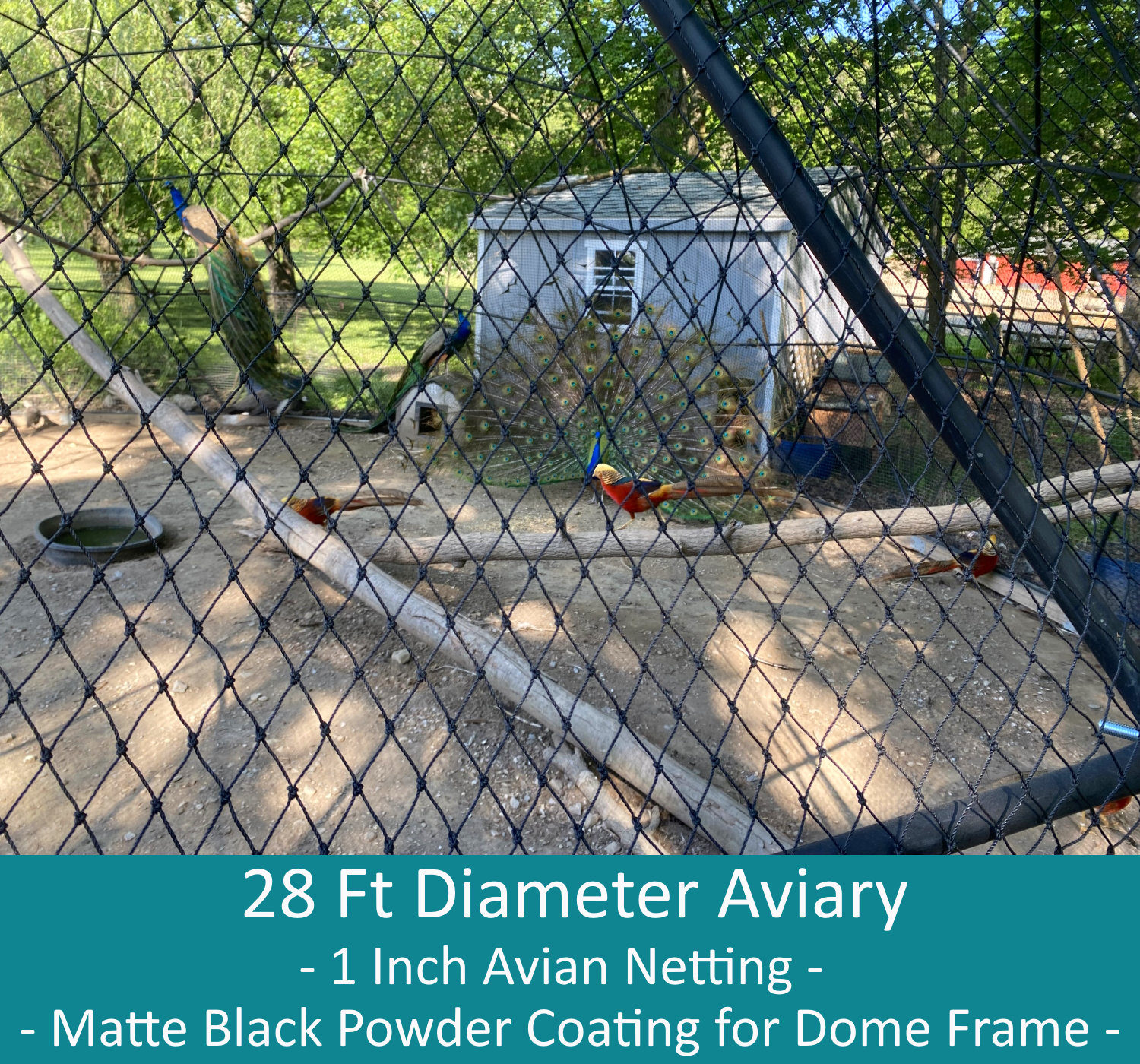 Two peacocks and four golden pheasants can be seen inside a spacious 28 Ft diameter aviary.