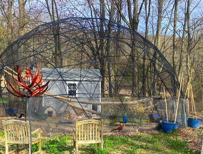 A peacock presents his stunning display of feathers to a golden pheasant inside a 28 Ft aviary.  