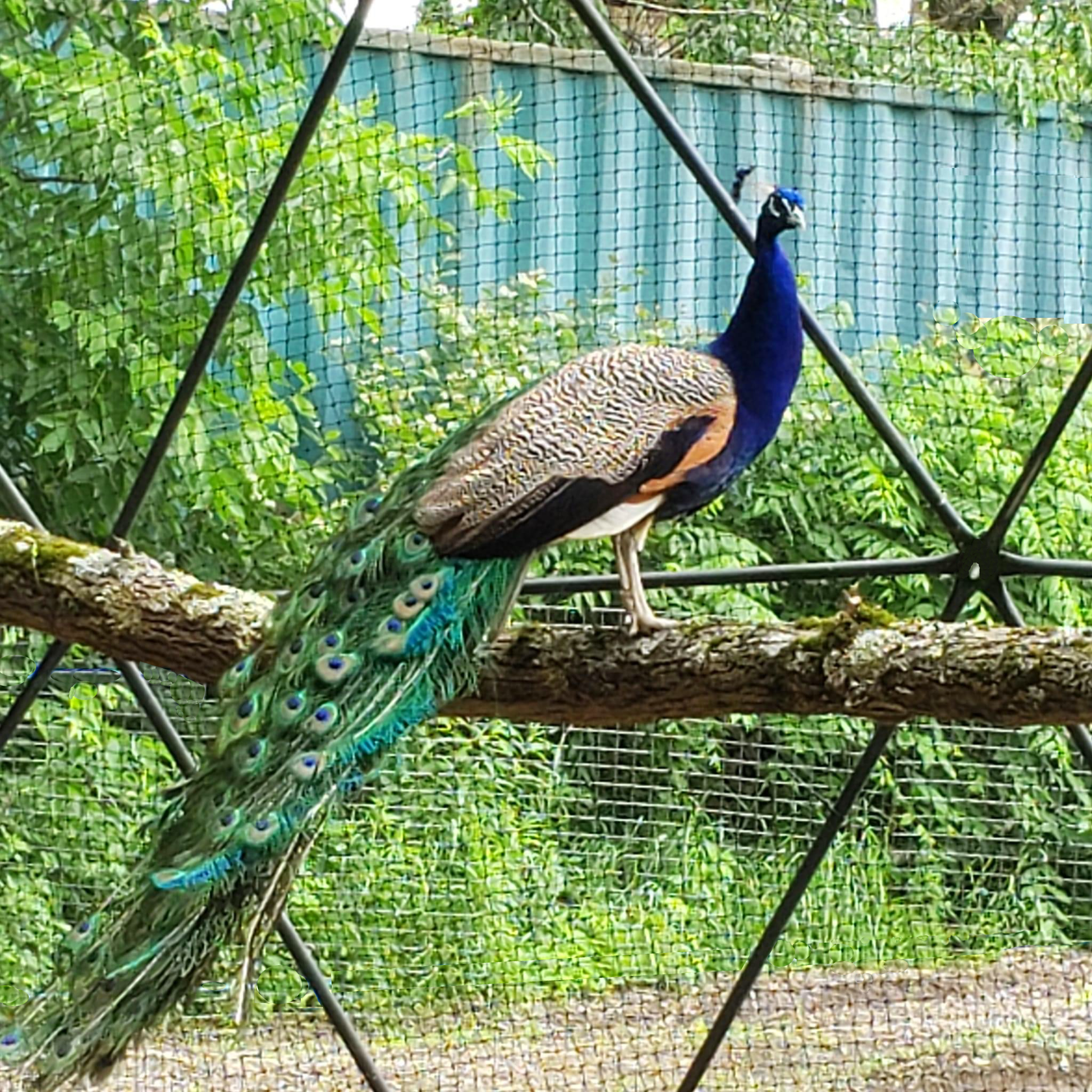 A peacock's intricate train of tail feathers can be seen in detail as he perches on a log that is supported by a geodesic dome aviary.