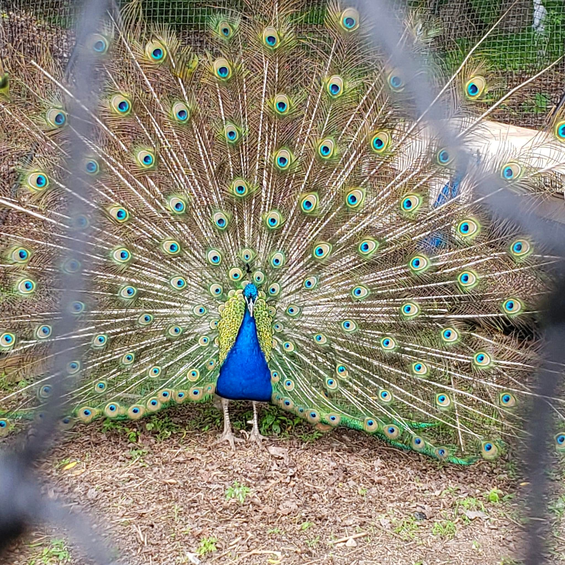 A peacock inside a 28 Ft dome aviary presents a dazzling display of green feathers with blue eyes.