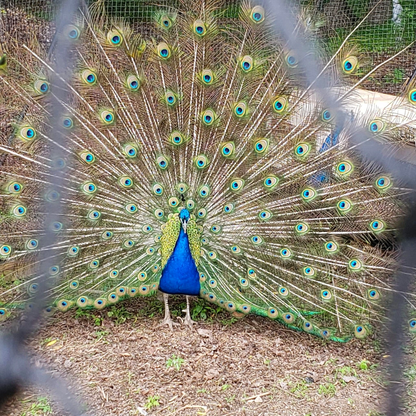 A peacock inside a 28 Ft dome aviary presents a dazzling display of green feathers with blue eyes.