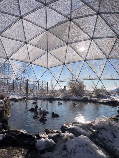 Here is a photo of the interior of a 28 Ft diameter aviary with a duck pond in winter.  A flock of happy ducks floats on the pond in this spacious geodesic dome enclosure.  The sun shines through a layer of snow on the netting, which enhances the beauty and serenity of the scene. 