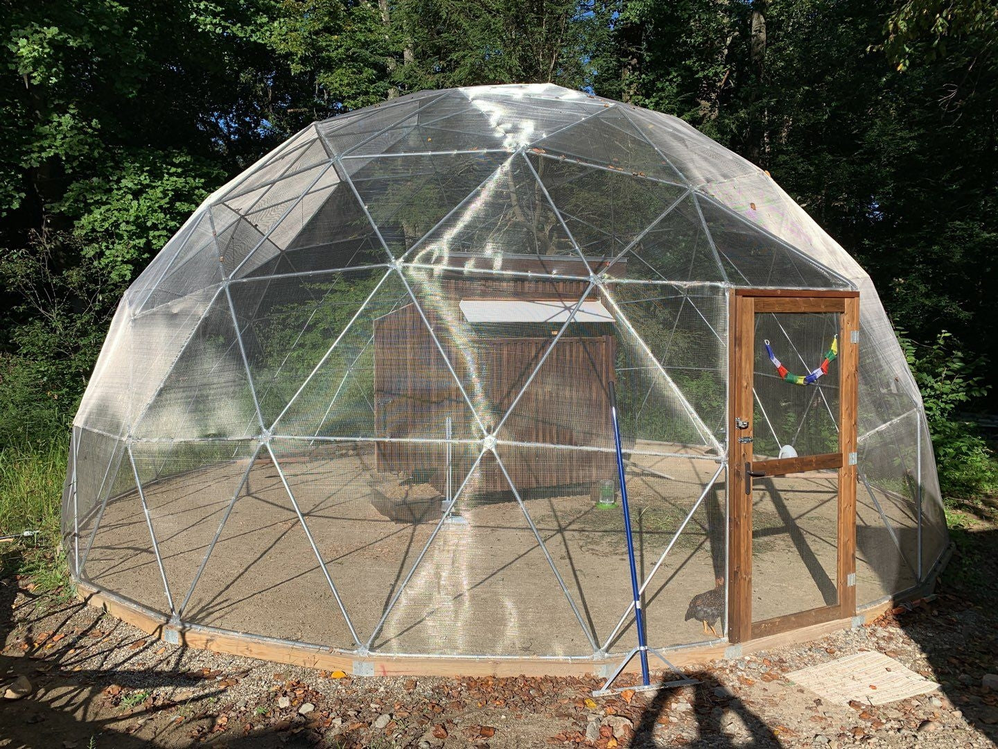 A lone chicken awaits feeding time by the door of a 28 Ft aviary which is covered with 1/4 inch stainless steel wire mesh.